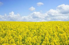 2020年三月三日子适合盖房子吗,2020年建房什么朝向好？