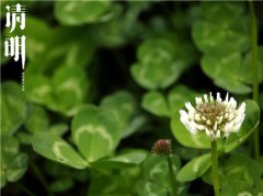 清明节去别人家容易触霉头吗,清明节有何风水讲究?