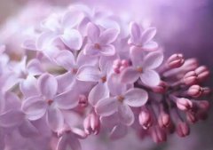 2020年阴历三月二十是出行出远门的黄道吉日吗?