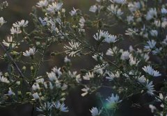 2020年农历三月二十一日子可以修坟吗,今日时辰吉凶查询！