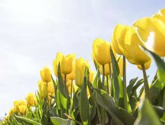 2020年农历三月十八日子是出行出远门黄道吉日吗？