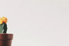 花朝节的来历，2020年花朝节日子好不好？