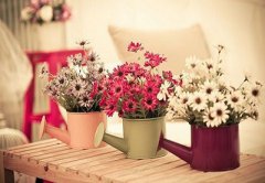 花朝节起源于什么朝代？花朝节有什么传说？