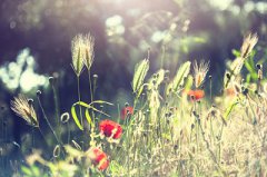 2020年花朝节这天适合订婚吗？订婚怎么选日子？