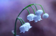 2020年4月1日愚人节日子可以提车吗,愚人节由来是什么？