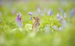 2020年农历三月是什么月，有哪些别称？