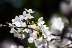 2020年春分这天可以登记结婚证吗,春分有何习俗？