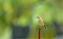 2020年春分节气是哪天,几点几分是春分时辰?