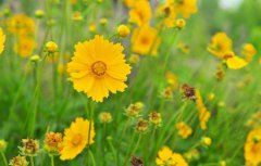 2020年春分是几月几日几点几分？日子好不好