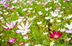 2020年农历二月二十八是黄道吉日好日子吗？