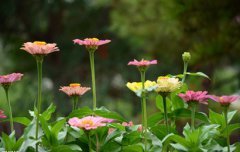 2020年农历三月二十可以祭祀祭祖吗，祭祀要穿什么？