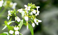 2020年农历三月初四日子好吗适合祭祀祭祖吗？