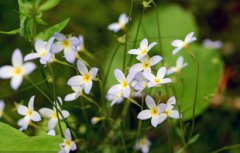 2020年农历二月初八日子适合祭祀祭祖吗？