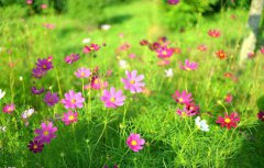 2020年农历三月十七适合扫墓祭祀祭祖吗？