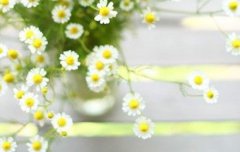 2020年阴历二月廿八日子适合修坟吗,修坟注意什么风水问题？