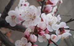 2020年农历二月初六适合祭祀祭祖吗?