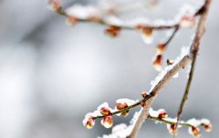 2020年农历二月十四日子适合迁坟吗,今天迁坟合适吗？