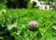 2020年农历二月十五春分节气适合祭祀祭祖吗？