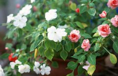 2020年农历二月十六是黄道吉日好日子吗？