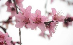 2020年农历三月十二是黄道吉日好日子吗？