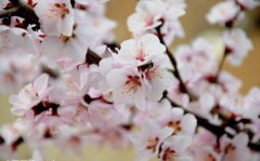 2020年农历三月初九是黄道吉日好日子吗？