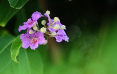 2020年农历二月不能剪头发理发的日子有哪几天？