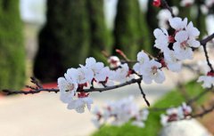 2020年农历二月二十六适合祭祀祭祖吗？