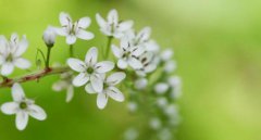 2020年农历二月二十适合祭祀祭祖吗？