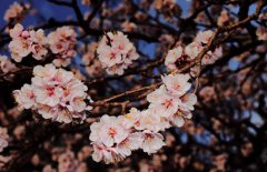 2020年农历二月是什么月一共有多少天？