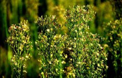 2020年农历二月十八适合祭祀祭祖吗？