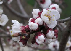 2020年农历二月出生的猪宝宝好不好是什么命？