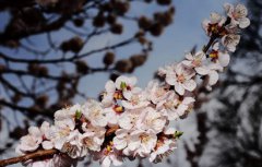 2020年农历二月十二是黄道吉日好日子吗?