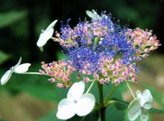 2020年农历二月初四是黄道吉日好日子吗?