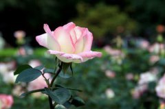 花要怎么摆放 不同花种的摆放禁忌