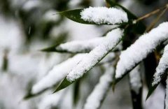 2020年农历二月初八日子适合修坟迁坟吗,迁坟有何风水讲究？