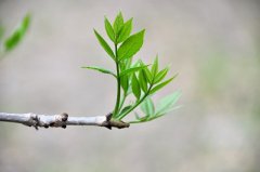 2020年农历二月十一日出生的宝宝是什么星座？