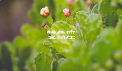 2020年农历二月初五日出生的宝宝是什么星座？