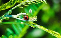 2020年惊蛰节气是几九?惊蛰诗词欣赏