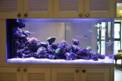 养鱼可以改善家庭财运吗 如何改善