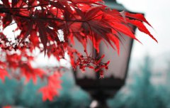 2020年农历二月初二龙抬头日子好吗,今天日子适合理发吗？