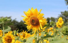 2020年农历二月初一日子适合修坟吗,修坟要注意什么？