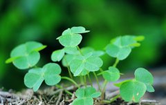 2020年农历二月初二龙抬头黄历的日子适合装修动土吗？