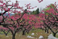 2020年正月十五元宵是什么星座，星座运势怎么样