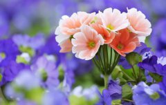 2020年今天农历正月二十五是祭祀吉日吗,祭祀有什么含义？