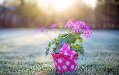 2020年农历正月二十九黄历日子适合去寺庙祈福拜拜吗？