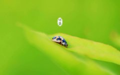 2020年正月三十惊蛰日子适合装修婚房吗,惊蛰有何禁忌?