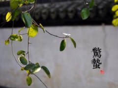 惊蛰节气的诗句 惊蛰节气的谚语