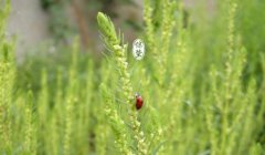 2020惊蛰较需要打小人的生肖 惊蛰打小人