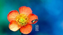 2020年正月三十惊蛰可以乔迁搬家吗,搬家择日的注意事项解析!