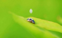 惊蛰节气的天气有何特点,惊蛰节气的古诗词大全推荐!